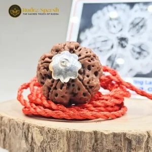 5 Mukhi Rudraksha(Nepali) - Medium Size with X-ray report