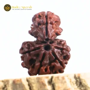 1 Mukhi Sawar Rudraksha(Nepali) - Large Size