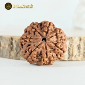 7 Mukhi Rudraksha(Nepali) -Amla Size (Large) with X-ray report.