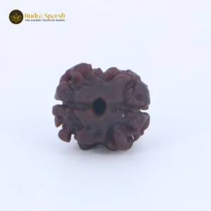 2 Mukhi Rudraksha(Nepali) - Medium Size