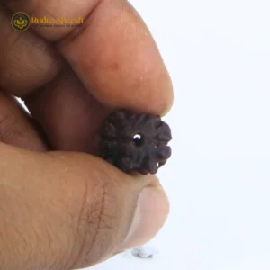 2- Mukhi Rudraksha (Nepali)- Small size