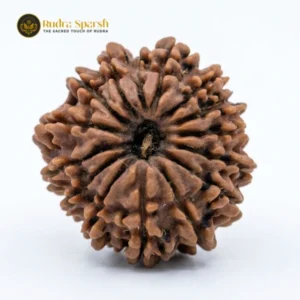 14 Mukhi Nepali Rudraksha