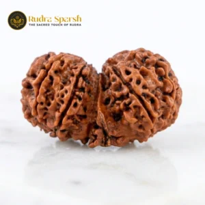 Small size Gauri Shankar nepali Rudraksha