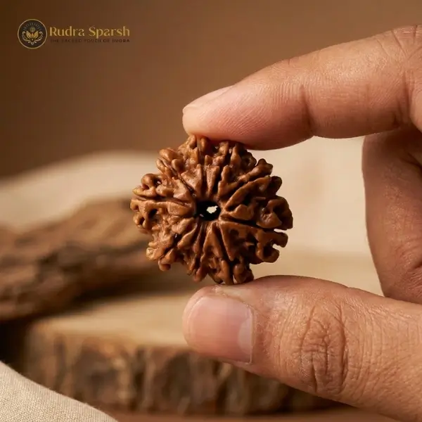 original 9 mukhi rudraksha