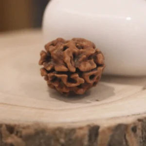 2 Mukhi Rudraksha – Indian | X-Ray Certified