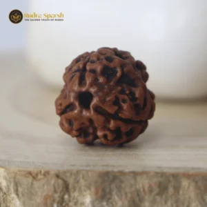 3 Mukhi Rudraksha(Nepali) - Medium Size with X-ray report
