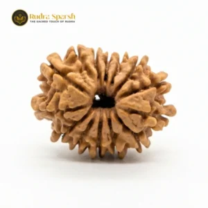 14 Mukhi Rudraksha
