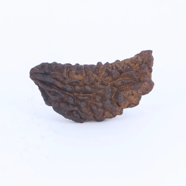 1- Mukhi Rudraksha (Indian)- Large Size