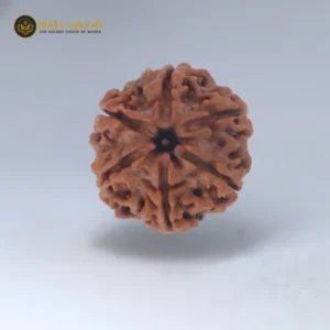 6 Mukhi Rudraksha(Nepali) - Medium Size with X-ray report