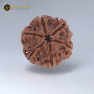 6 Mukhi Rudraksha(Nepali) - Big Size with X-ray report
