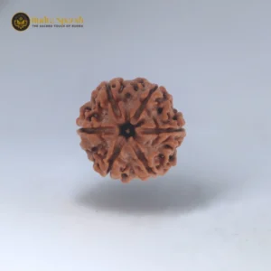 6 Mukhi Rudraksha(Nepali) - Small Size with X-ray report