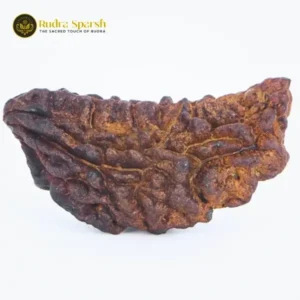 1- Mukhi Rudraksha (Indian)- Medium Size