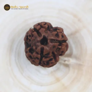 3 Mukhi Rudraksha(Nepali) - Big Size with X-ray report