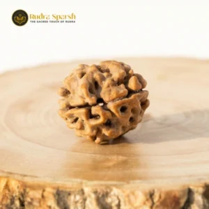 2 mukhi indian rudraksha