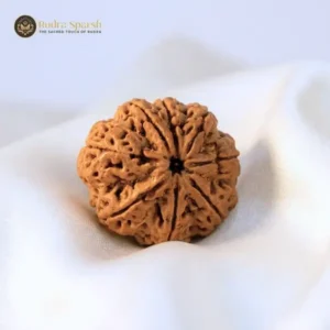 buy 8 mukhi rudraksha