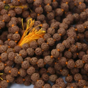 6 Mukhi Rudraksha Mala—108+1 beads