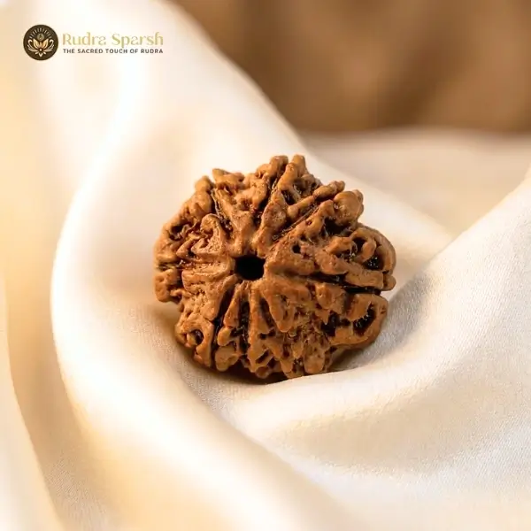 original 8 mukhi rudraksha