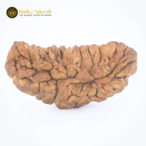 1- Mukhi Rudraksha (Indian)- Large Size
