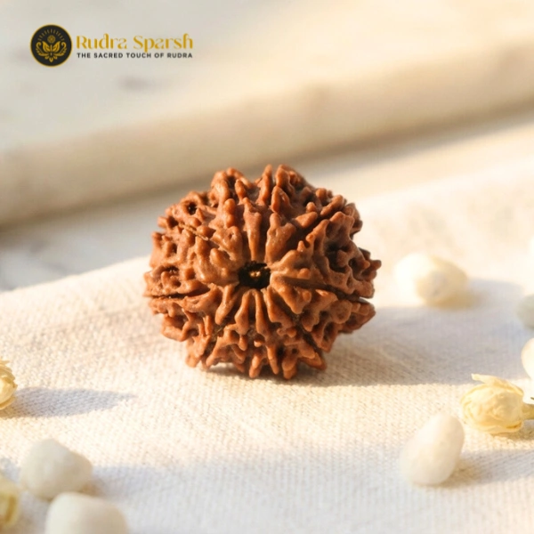 10 Mukhi Rudraksha (Nepali) - Small size with X-ray report