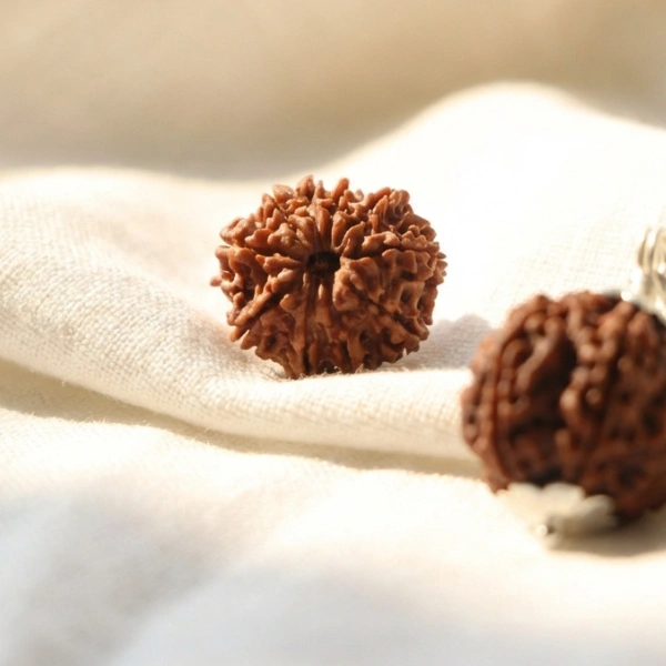 10 Mukhi Rudraksha (Nepali) Premium with X-ray report