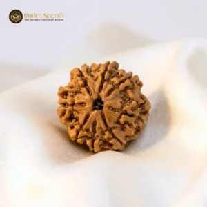 original 8 mukhi rudraksha