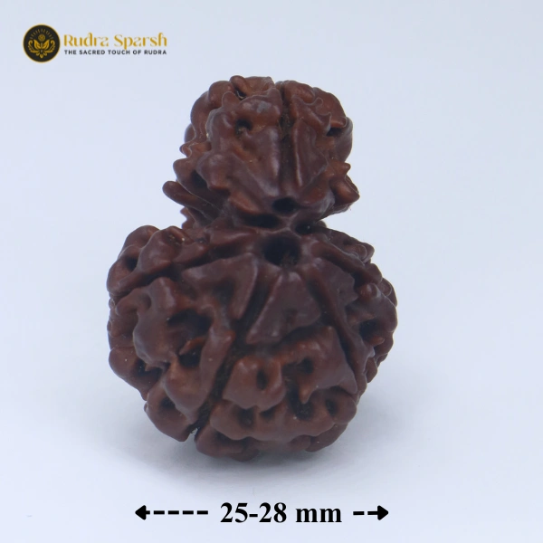 1 Mukhi Sawar Rudraksha(Nepali) - Large Size - Image 2