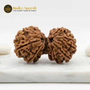 Gauri Shankar Nepali Rudraksha Medium size