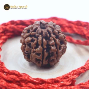 7 Mukhi Rudraksha(Nepali) -Amla Size (Large) with X-ray report.