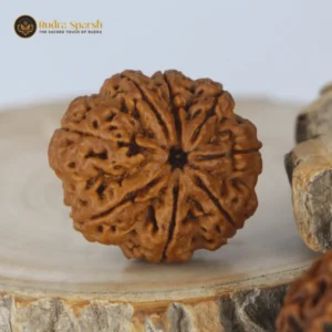 8 mukhi Rudraksha (Nepal) - Big size with X-ray report