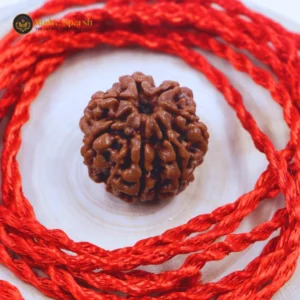 7 Mukhi Rudraksha(Nepali) - Medium Size with X-ray Report