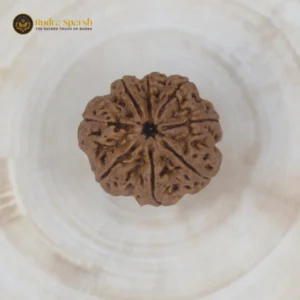 8 mukhi Rudraksha (Nepal) - Medium with X-ray report