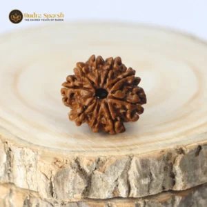 9 mukhi nepali rudraksha