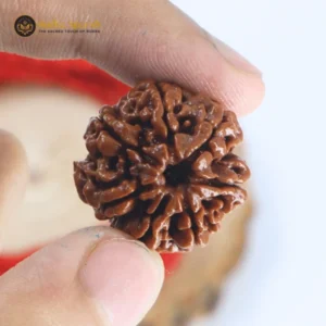 7 Mukhi Rudraksha(Nepali) - Premium