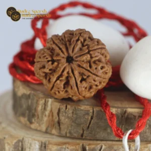 8 mukhi Rudraksha (Nepal) Premium with X-ray report