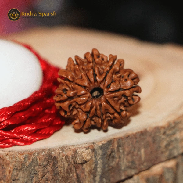 Premium 9 Mukhi Nepali Rudraksha