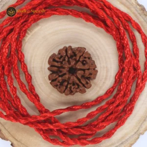 7 Mukhi Rudraksha(Nepali) - Small Size with X-ray Report