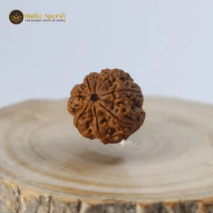 8 Mukhi Rudraksha (Nepal) – Small Bead