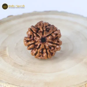 buy 7 mukhi rudraksha