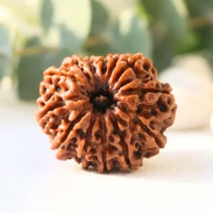 13 Mukhi Nepali Rudraksha Large Size