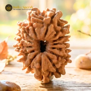 14 Mukhi Nepali Rudraksha