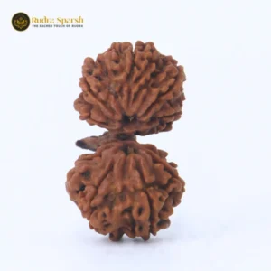 Gauri-Shankar Rudraksha(Nepali) - Big Size