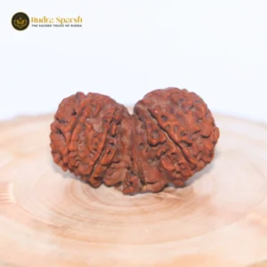 Gauri-Shankar Rudraksha(Nepali) - Medium Size