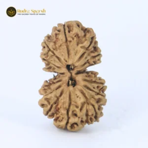 Gauri-Shankar Rudraksha(Nepali) Premium