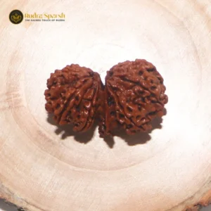 Gauri-Shankar Rudraksha(Nepali) - Small Size