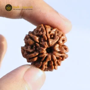 original 7 mukhi rudraksha