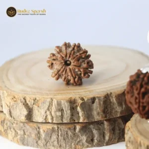 9 Mukhi Rudraksha (Nepali) - Small bead with X-ray