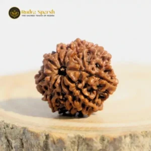 nepali 10 mukhi rudraksha