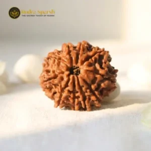 10 Mukhi Rudraksha (Nepali) - Medium with X-ray report