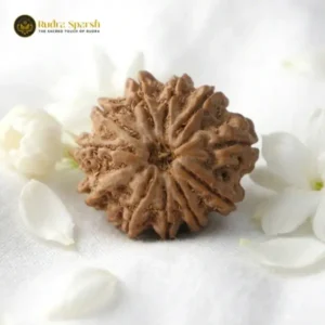 11 Mukhi Rudraksha (Nepali)- Big size with X-ray report