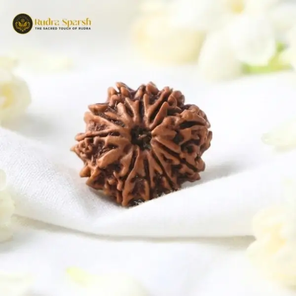 11 Mukhi Nepali Rudraksha